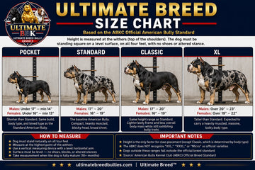 Ultimate Breed Size Chart based on the ABKC Official American Bully Standard — Pocket, Standard, Classic, and XL height ranges for males and females