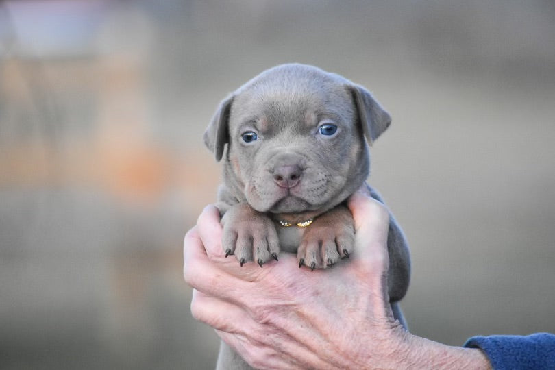 Grey XL American Bully - Puppy