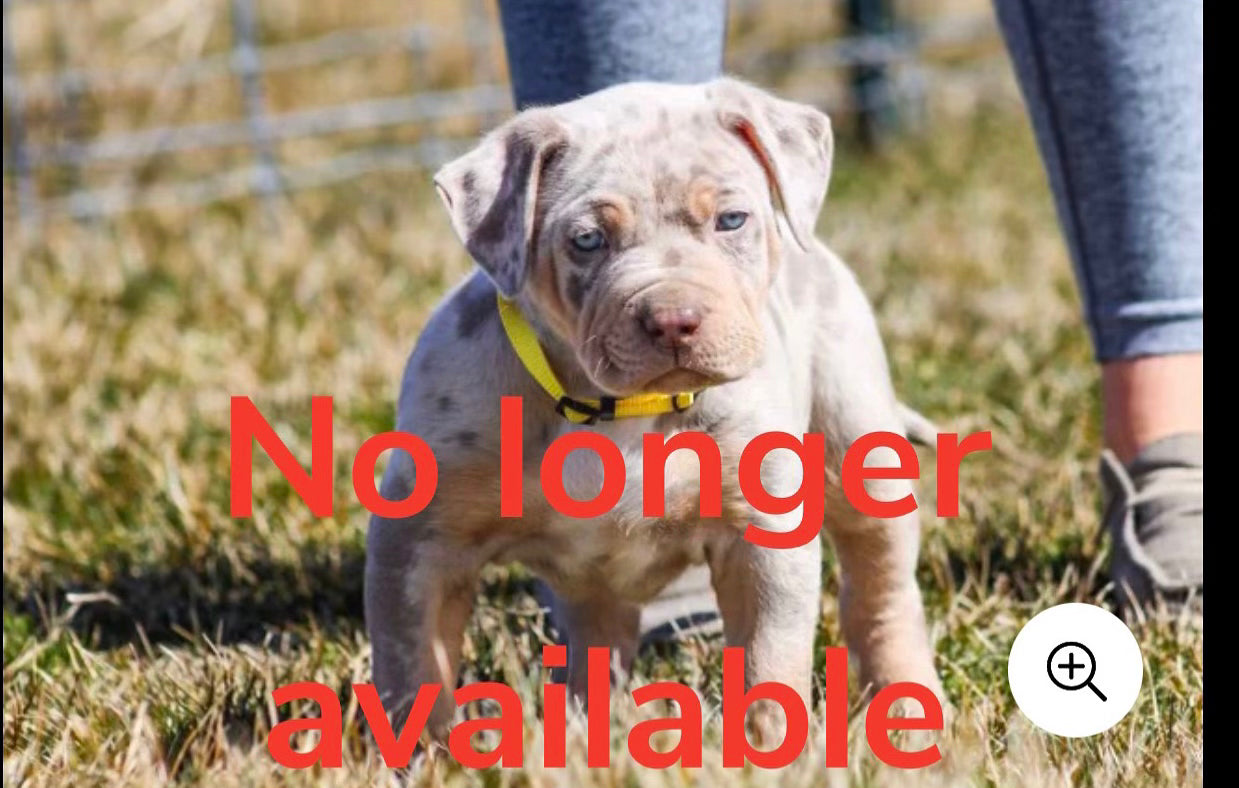 Ultimate Breed's KONG