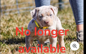 Ultimate Breed's KONG