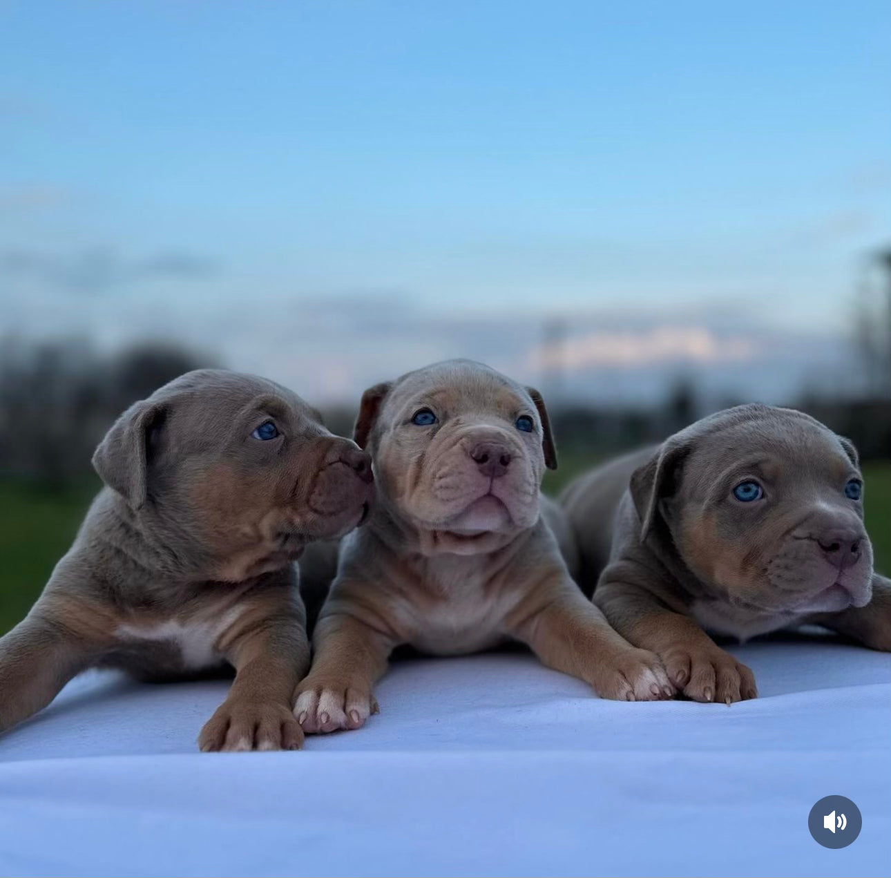 Dark Brown XL American Bullies Puppies - Ultimate Breed Bullies