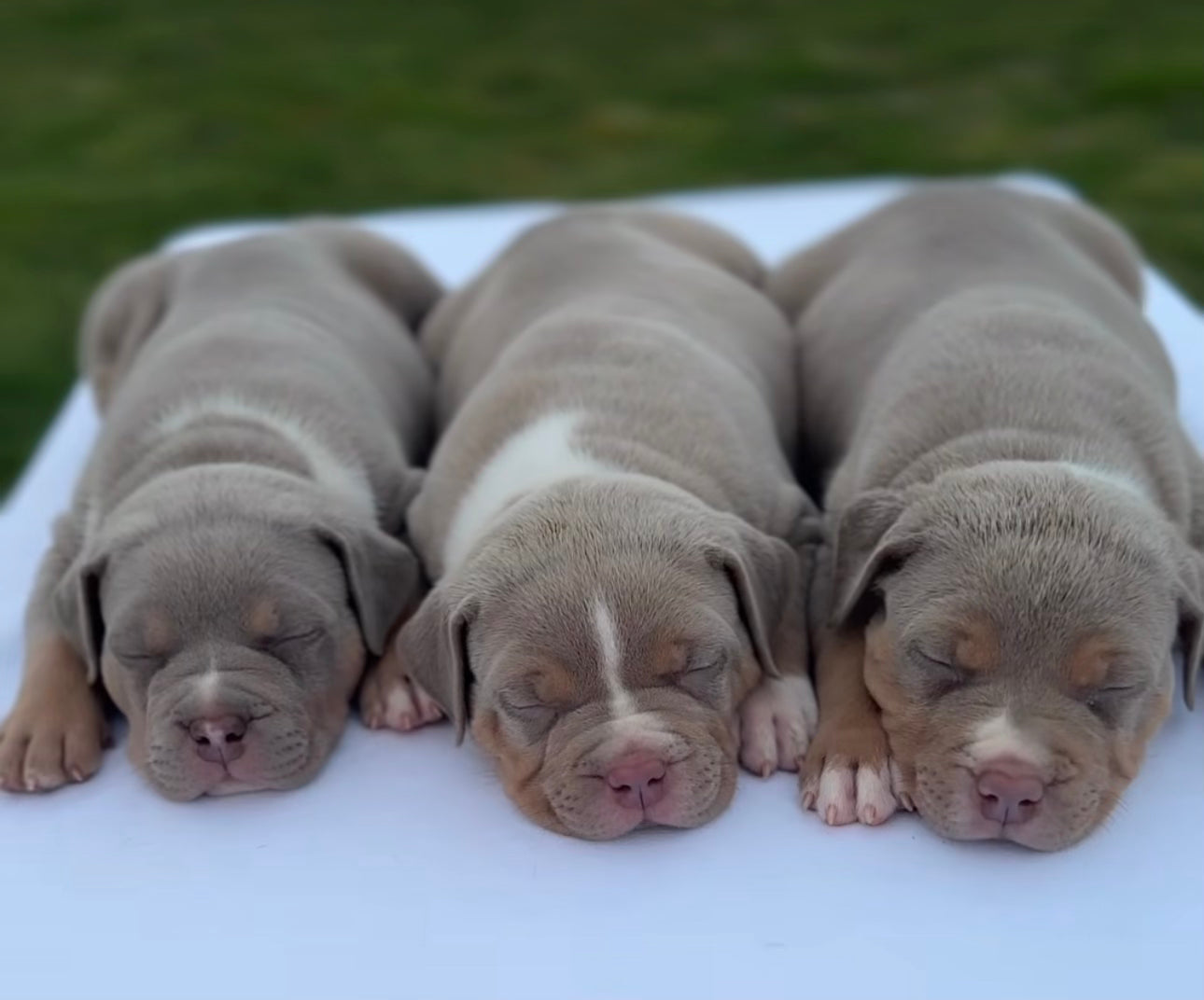 Brown XL American Bullies Puppies - Ultimate Breed Bullies