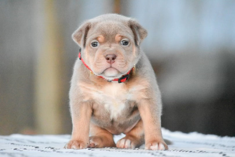 XL American Bully - Puppy 