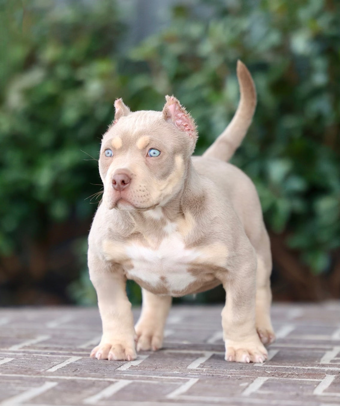 American XL bullies Puppy