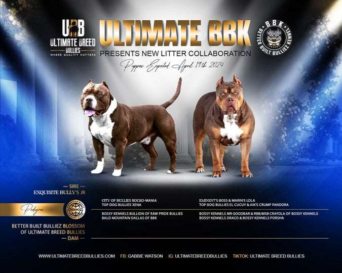 XL American Bully - Carencro, Louisiana