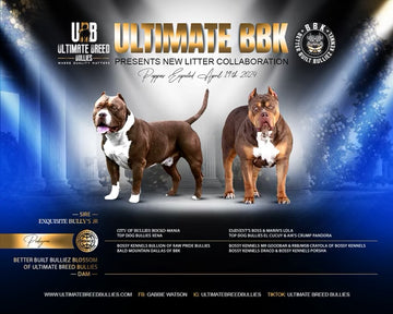 XL American Bully - Carencro, Louisiana