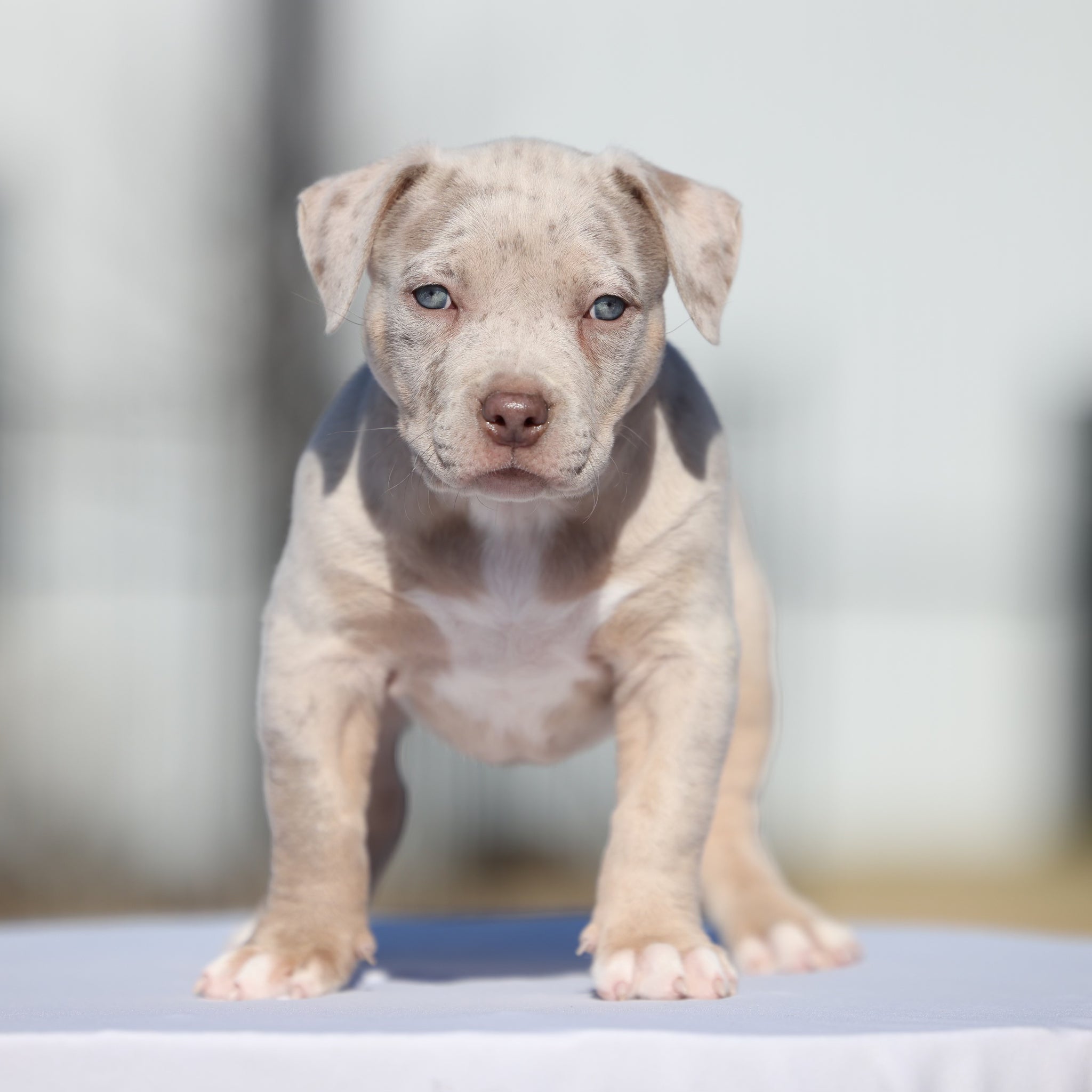 American bully puppy Tan - Ultimate Breed Bullies