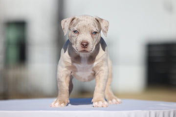 American bully puppy Tan - Ultimate Breed Bullies