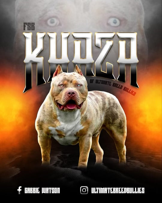 kaza american xl bully 