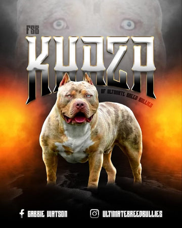 kaza american xl bully 