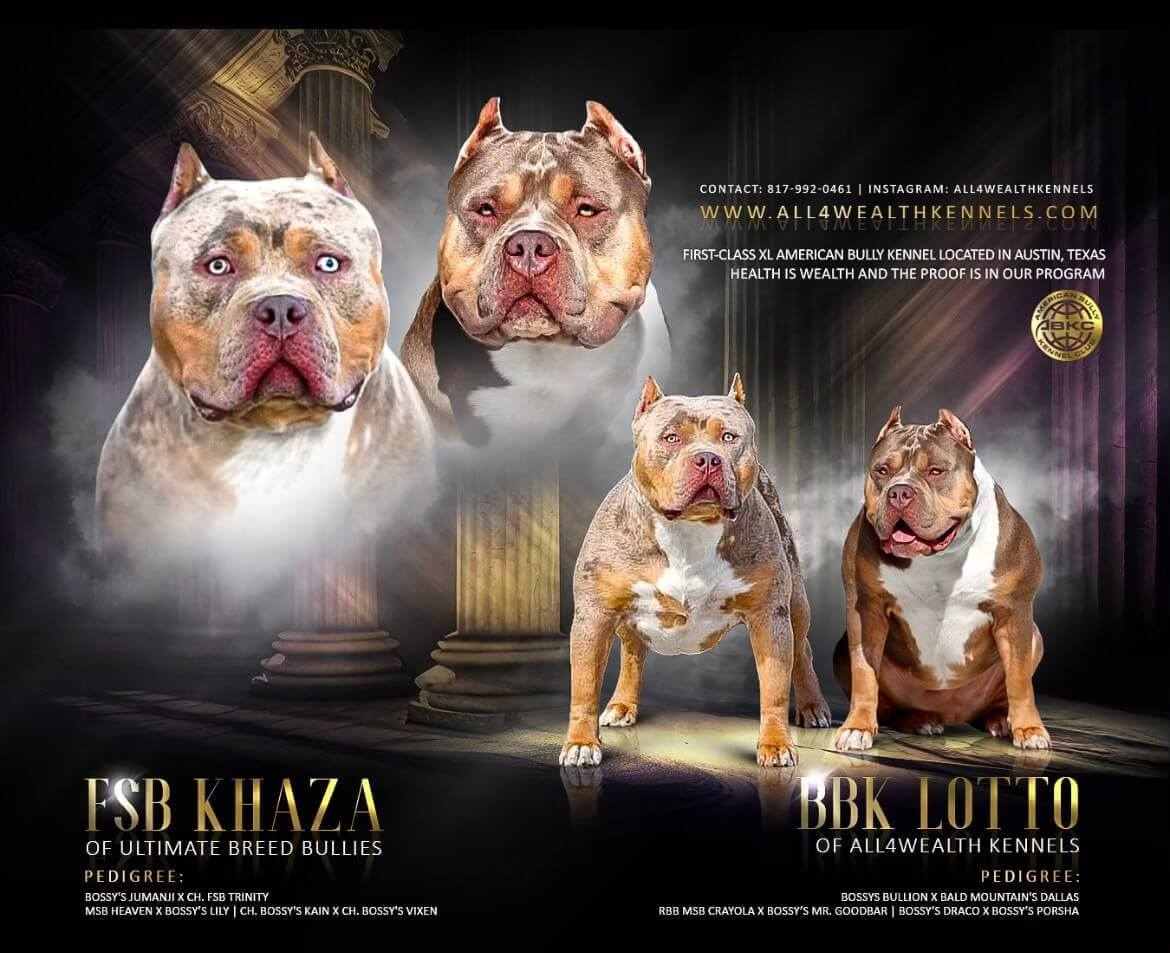 XL American Bullies image - Ultimate Breed Bullies