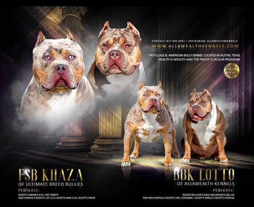XL American Bullies image - Ultimate Breed Bullies