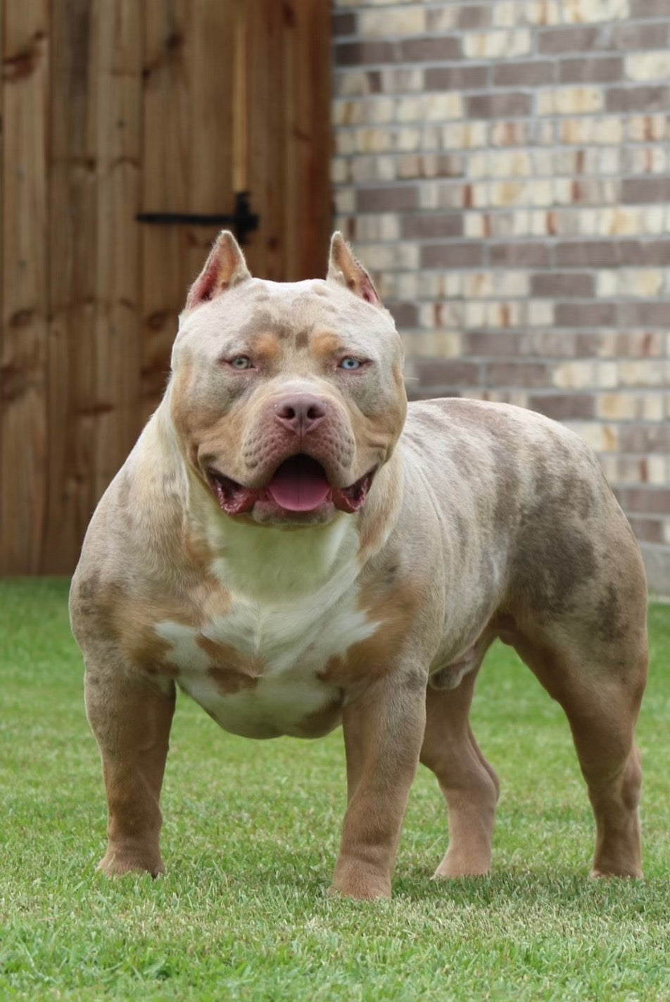 Elite XL American Bully male from Ultimate Breed Bullies and Better Built Bulliez bloodline program in Louisiana