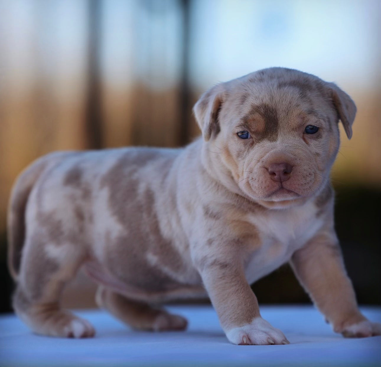 Light Grey American bully puppy 