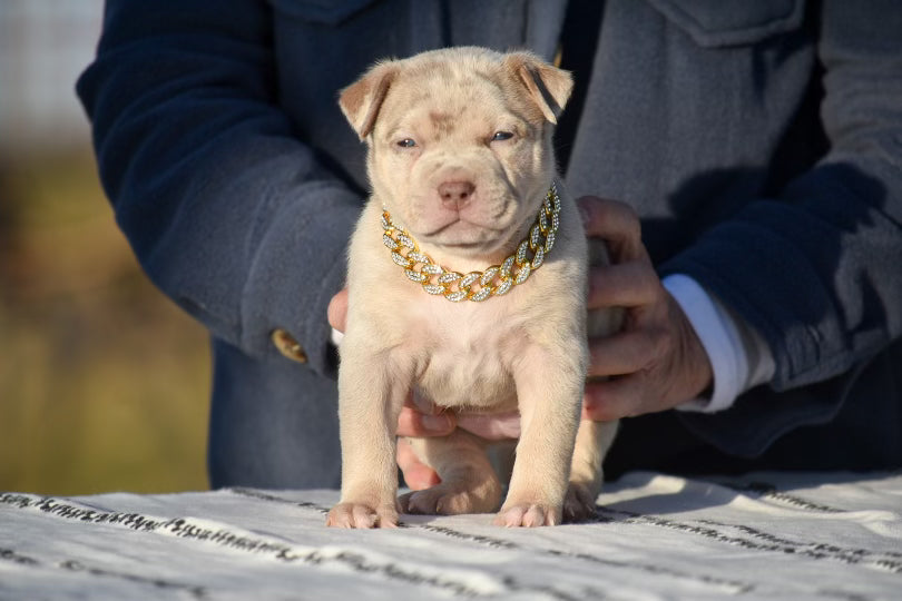 XL American Bully Tan - Puppy