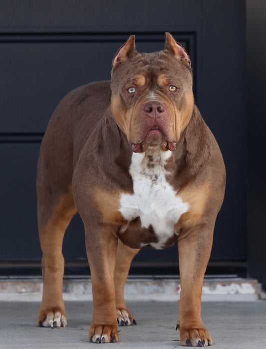 Brown XL American Bully - Male