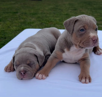 XL American Bullies Puppies - Ultimate Breed Bullies