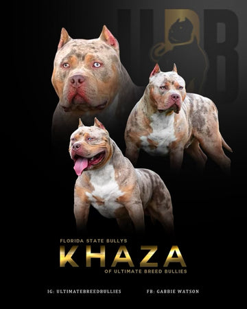 grey american xl bully  