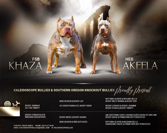 XL American Bullies Male Female - Ultimate Breed Bullies