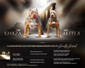 XL American Bullies Male Female - Ultimate Breed Bullies