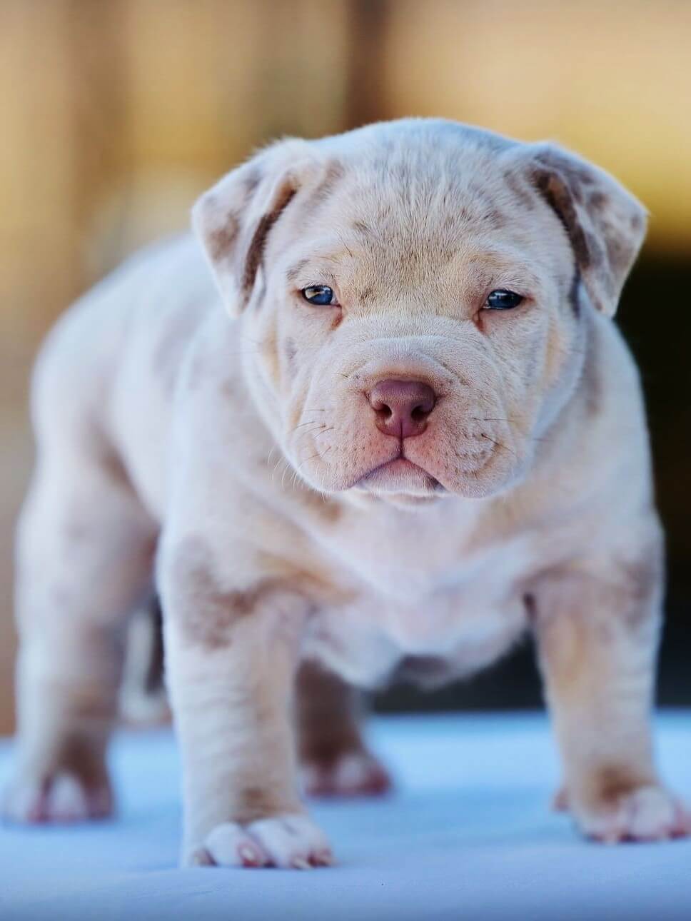 Ultimate Breed Bullies  - White American Bulldog Puppy 