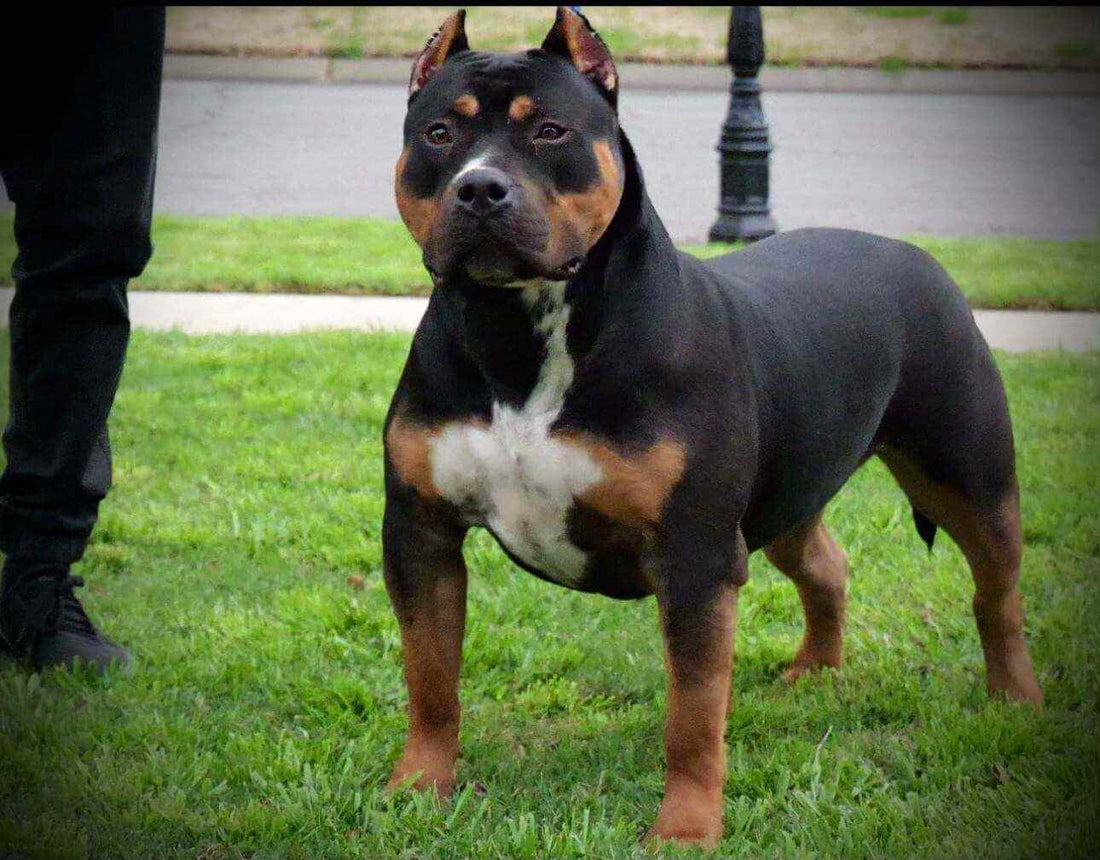 Black XL American Bully