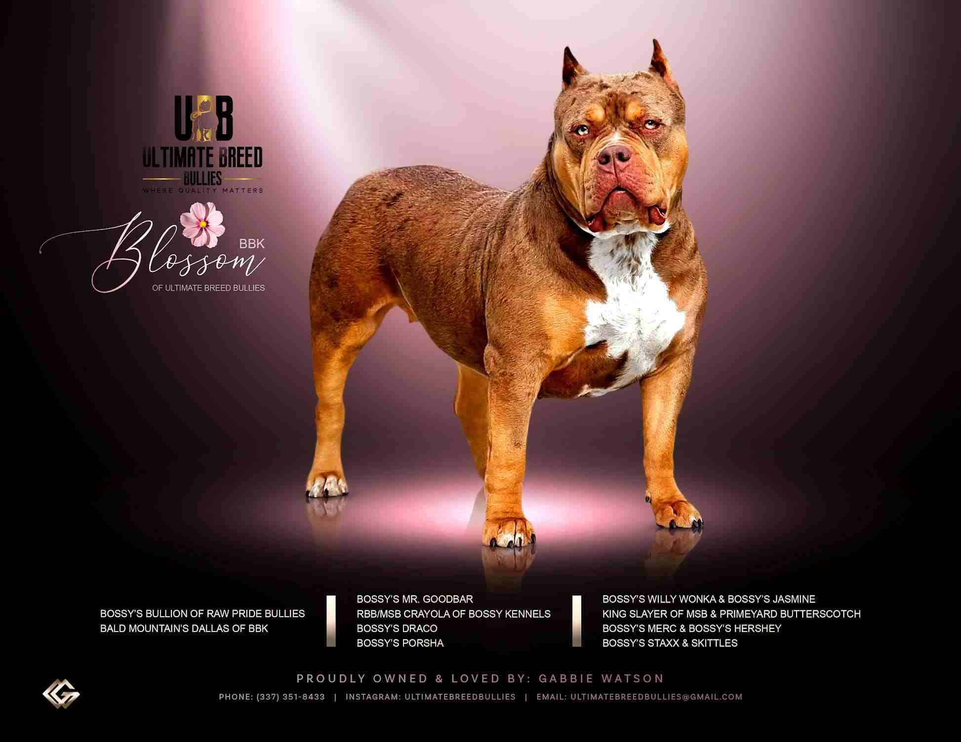 Brown Female XL American Bully