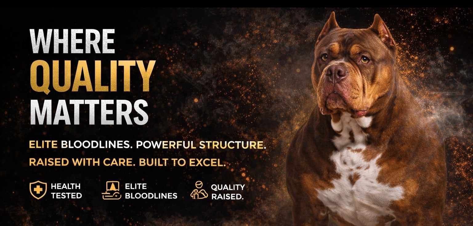 American Bully breeder Ultimate Breed Bullies and Better Built Bulliez in Louisiana showcasing elite bloodlines powerful structure and quality raised dogs