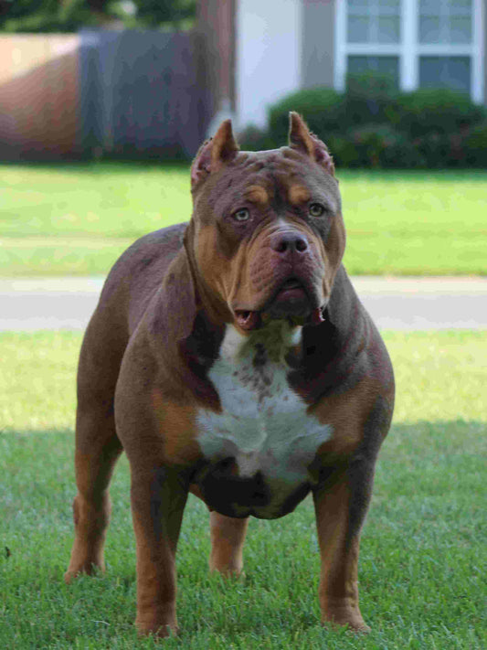 brown male xl bully dog