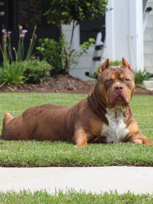 xl american bullies male