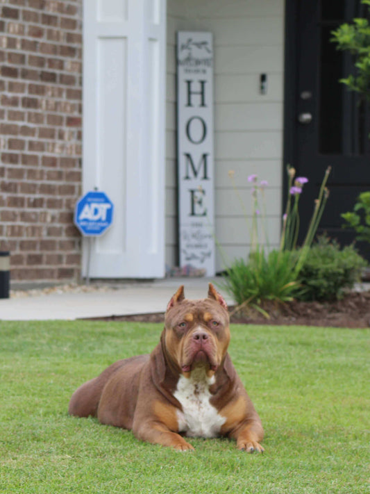 light brown american xl bully