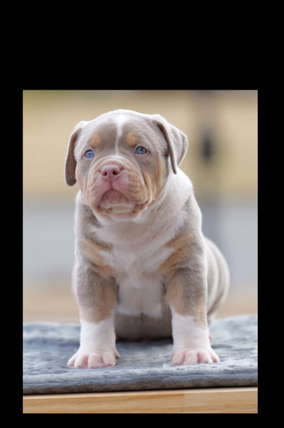 American bully Puppy with blue eyes standing on a surface