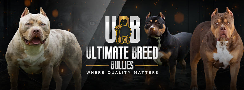 Ultimate Breed Bullies